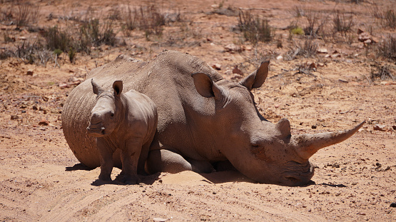 Two white rhinoceros mother and calf resting together in wildlife reserve natural park endanger species cute small baby
