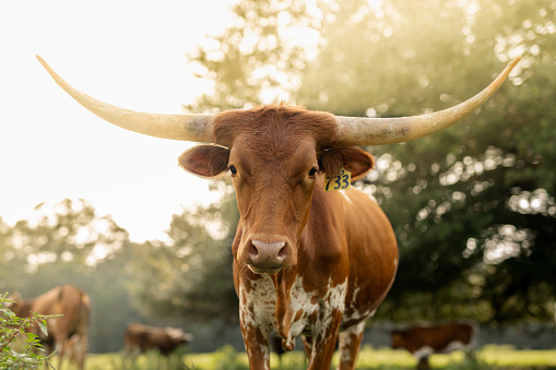 Longhorn cattle