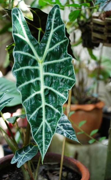 istock Alocasia sanderiana Bull in pot 1334862997