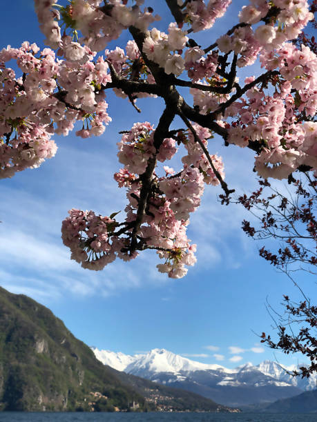 istock Cherry blossom on Como lake. Tree with pink flowers. 1334863352