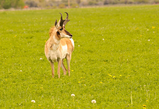 Alert pronghorn buck stock photo