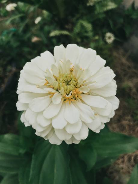 istock Flower blossom in the garden 1334864571