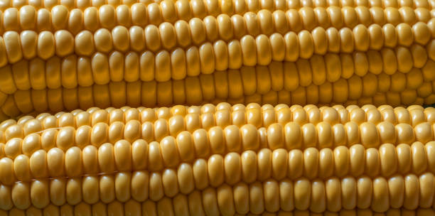 maïs en épi. fond de nourriture soft focus. - corn on the cob macro corn crop freshness photos et images de collection