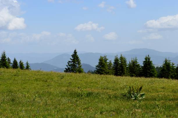 istock landscape on the mountain in summer 1334864587