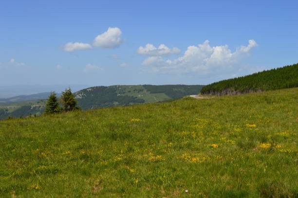 istock landscape on the mountain in summer 1334864643