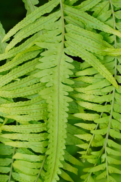 istock Close-up fern background 1334866340