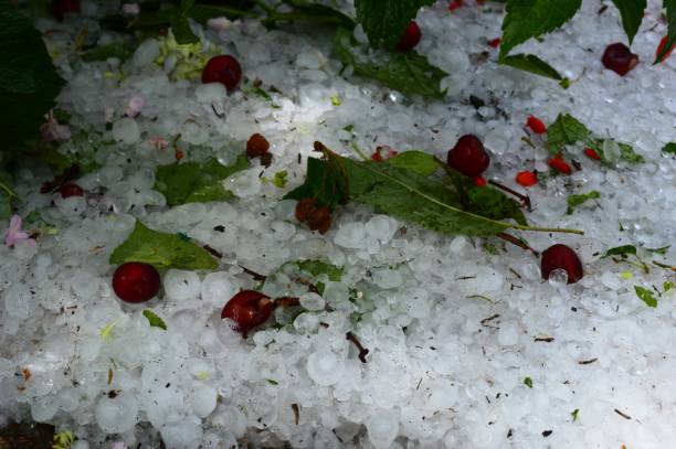 istock red cherries fell from storms and hail 1334866386