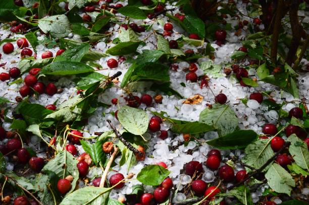 red cherries fell from storms and hail