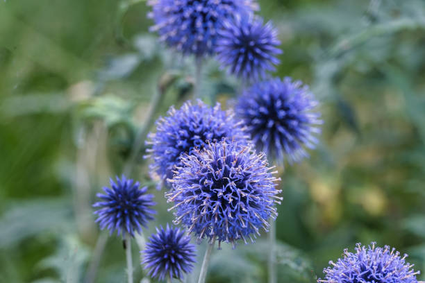 istock Thistle flowers in Tiergarten berlin, Germany 1334866688