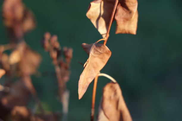 Dry lilac leaves cling to plant stems in a summer heat wave in British Columbia in 2021.