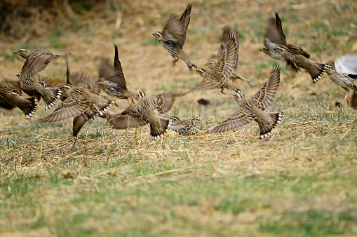 The sparrow in its environment.