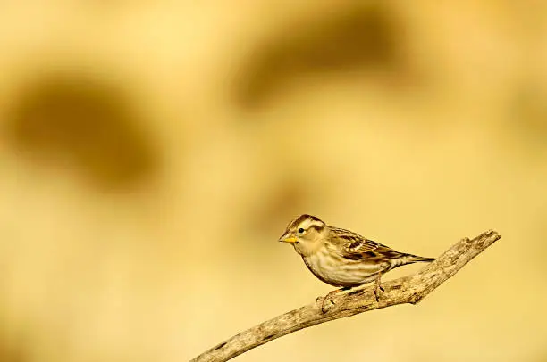 Petronia petronia - The howler sparrow is a species of passerine bird in the Passeridae family.