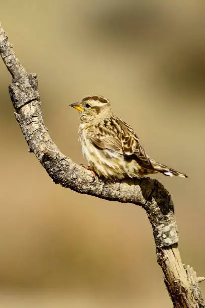 Petronia petronia - The howler sparrow is a species of passerine bird in the Passeridae family.