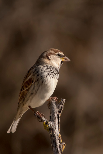 Portrait of a female house sparrow.