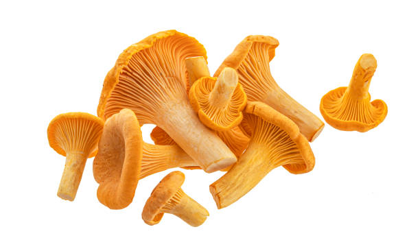 istock Chanterelle mushrooms isolated on white background 1334868154