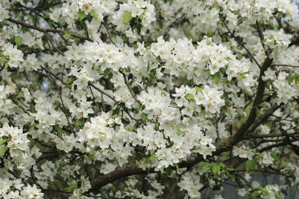 istock Spring Background of blooming apple trees. High quality photo 1334869297