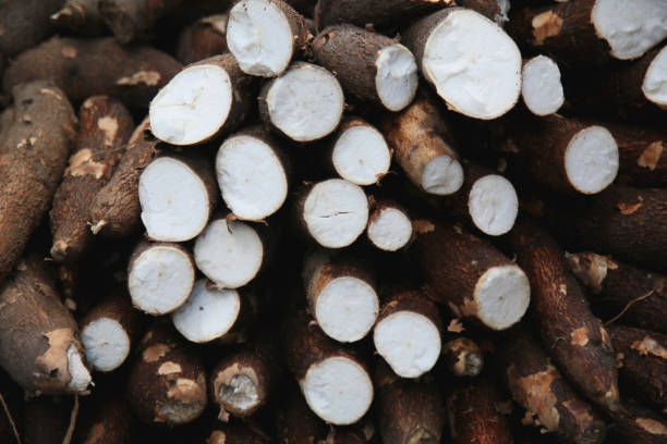 istock roots cassava for sale at fair 1334869342
