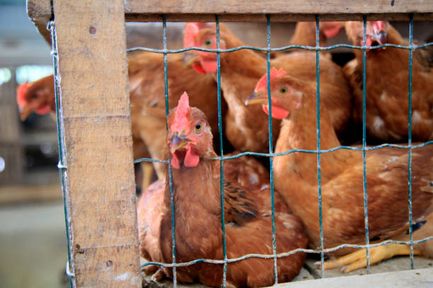 istock free-range chicken for sale at fair 1334869669