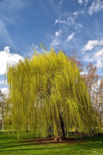 Weeping willow under a blue sky