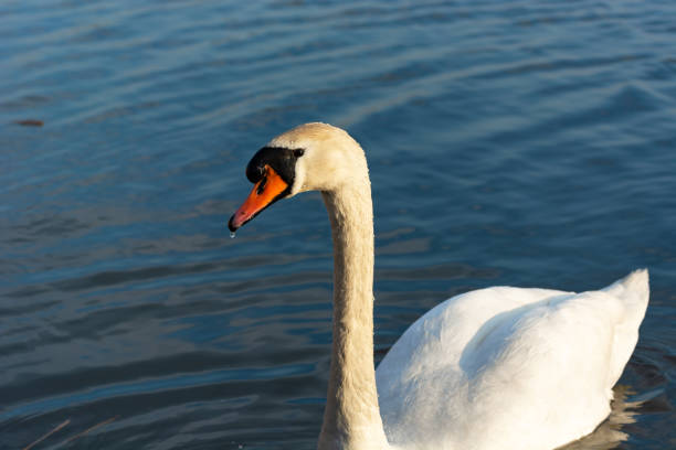 istock A white swan on a background of water 1334871321