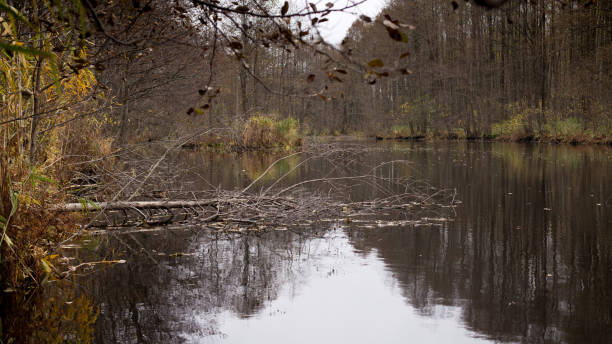 istock Forest lake in autumn, reflection of falling flies 1334871584