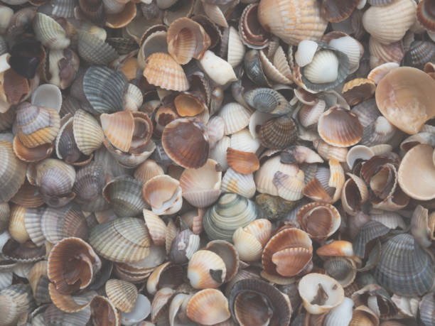 istock Seashore of multicolored shells. Natural background. Texture . 1334872523