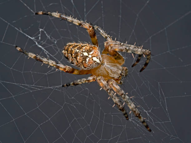 istock Garden spider, Kreuzspinne (Araneus diadematus) 1334872878