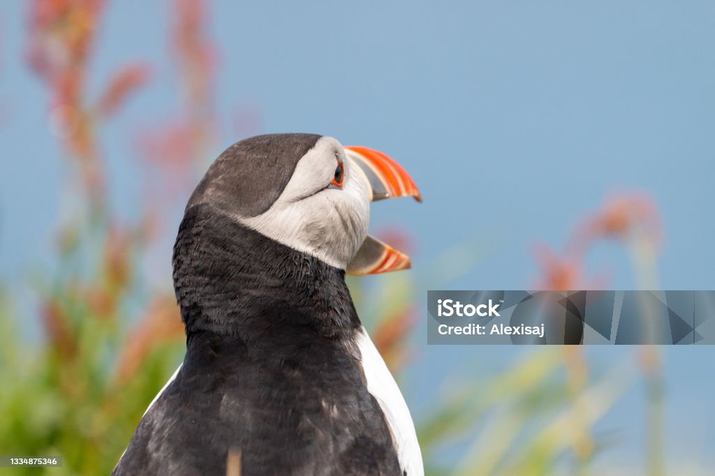 Puffin looking ahead with it beak open Animal Call Stock Photo