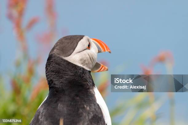 Puffin Looking Ahead With It Beak Open Stock Photo - Download Image Now - Animal Call, Animal Wildlife, Animals In The Wild