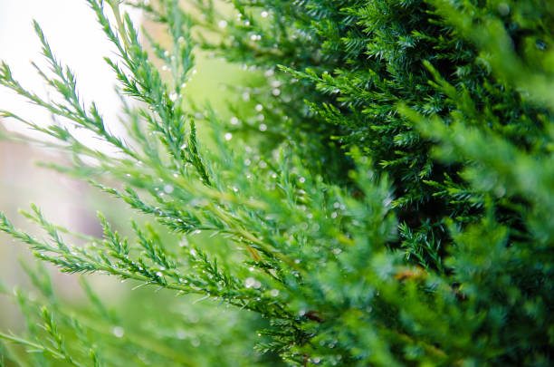 Thuja branches in dew after rain close-up. Beautiful background for design. Natural wallpaper. Nature. Selective focus.