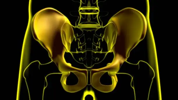 Photo of Human Skeleton Hip or Pelvic bone Anatomy For Medical Concept