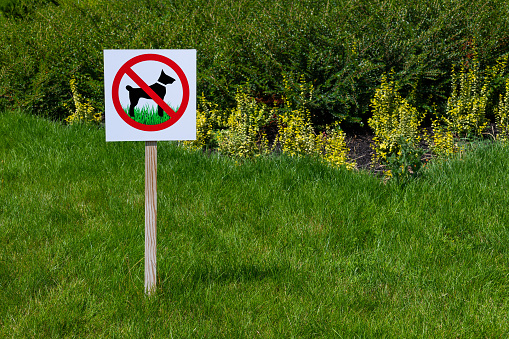 No dog walking sign on a green lawn
