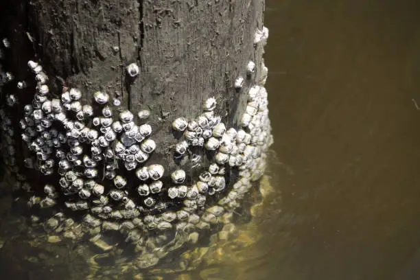 Barnacles on a wooden piling