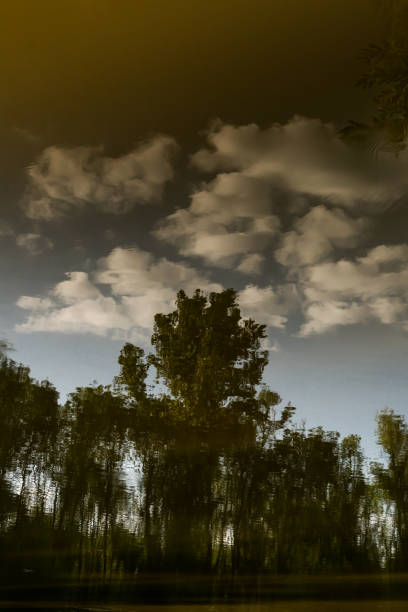 istock Reflections of a Grove on a lake. 1334880397