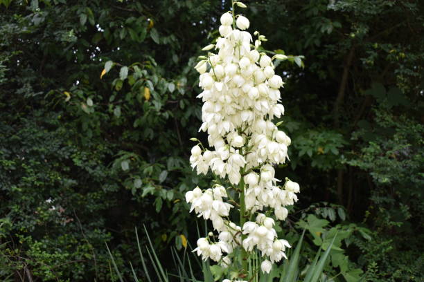 istock White flower in the garden 1334880593
