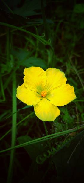 istock Beautiful yellow flower 1334881208