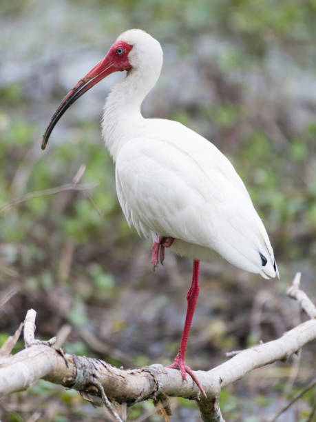 istock Close-up of an American white ibis. 1334881300