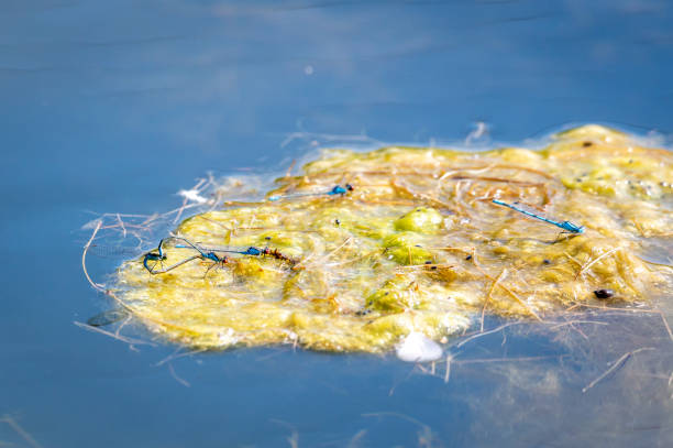 istock Blue damselflies mating on algae floater 1334881516