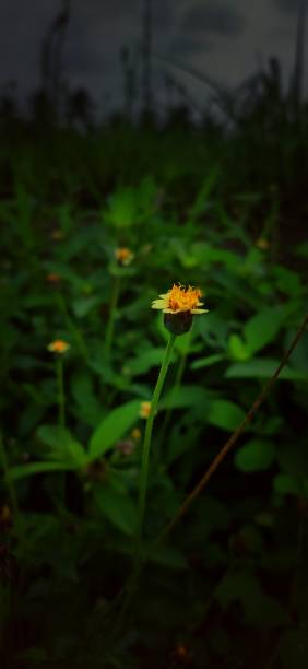 istock Whitish yellow flower 1334881582
