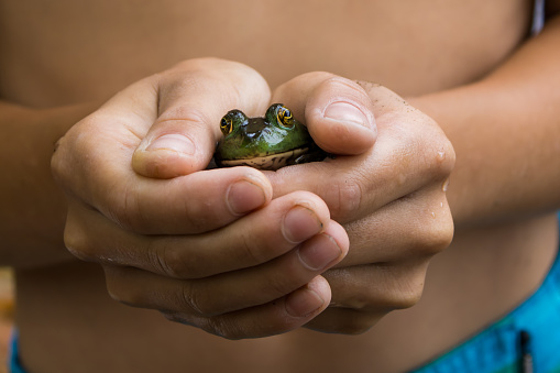 Asian girl playing with a little frog.