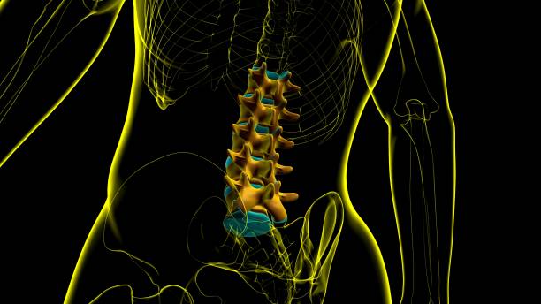 istock Human Skeleton Vertebral Column Lumbar Vertebrae Anatomy 1334885242
