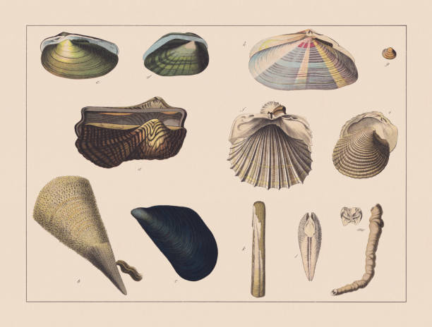 Molluscs (Mollusca), hand-colored chromolithograph, published in 1882 Molluscs (Mollusca): a) Noah's Ark shell (Arca noae); b) Noble pen shell (Pinna nobilis); c) Blue mussel (Mytilus edulis); d) Duck mussel (Anodonta anatina); e) Painter's mussel (Unio pictorum); f) Common cockle (Cerastoderma edule); g) European fingernailclam (Sphaerium corneum); h) Striped tellin shell (Tellina virgata); i) Warty venus (Venus verrucosa); k) Razor shell (Solen vagina); l) Common piddock (Pholas dactylus); m) Naval shipworm (Teredo navalis). Chromolithograph, published in 1882. razor clam stock illustrations
