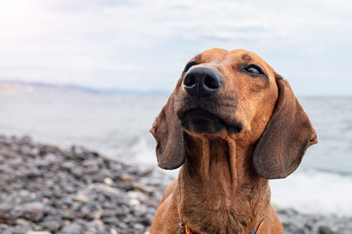 Dachshund sniffs the air while walking near the sea.