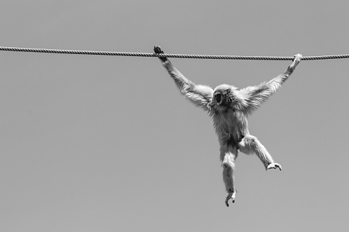 Common gibbon swinging from rope with blue sky in background