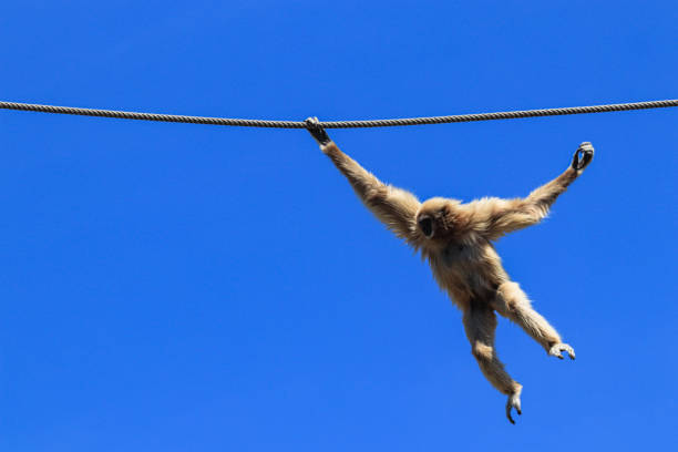 Common gibbon swinging from rope with blue sky in background