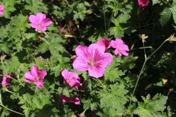 hybrydowy kwiat geranium × riversleaianum 'russell prichard' - geranium pratense zdjęcia i obrazy z banku zdjęć