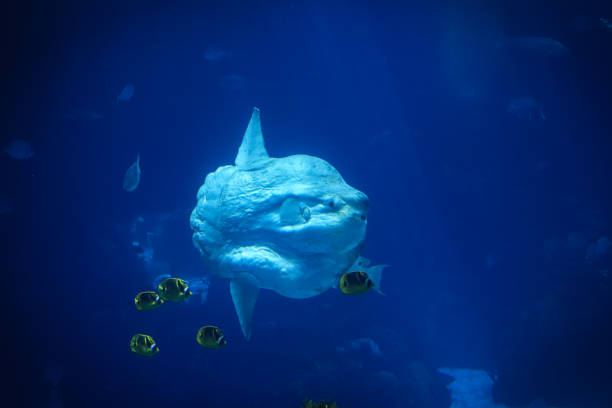sunfish or common mola (Mola mola) swiming in the ocean