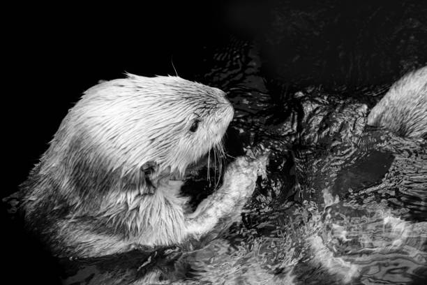 Sea otter floating in the water