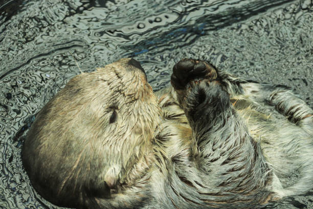 istock Sea otter floating in the water 1334887817