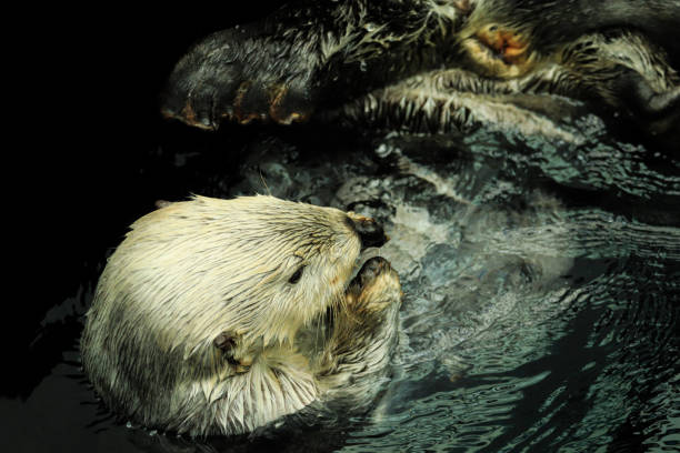 istock Sea otter floating in the water 1334887844